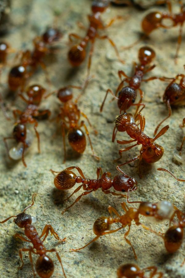 Ameisenbekämpfung Heinsberg - Kammerjäger in Heinsberg - Schädlingsbekämpfung - Ratten - Mäuse - Ameisen - Wespen - Fliegen - Motten - Tauben - Marder - Silberfische - Schädlinge bekämpfen