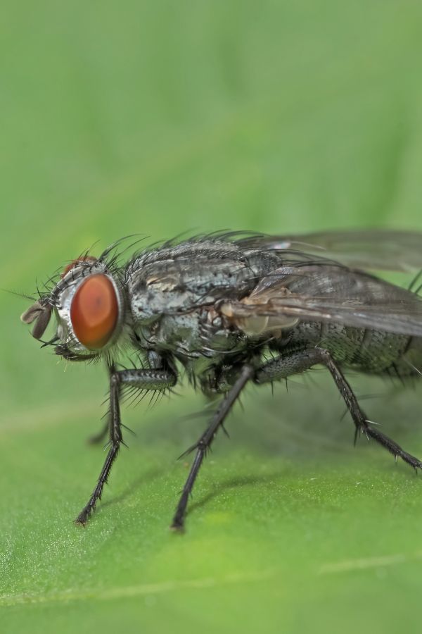 Fliegenbekämpfung Heinsberg - Kammerjäger in Heinsberg - Schädlingsbekämpfung - Ratten - Mäuse - Ameisen - Wespen - Fliegen - Motten - Tauben - Marder - Silberfische - Schädlinge bekämpfen