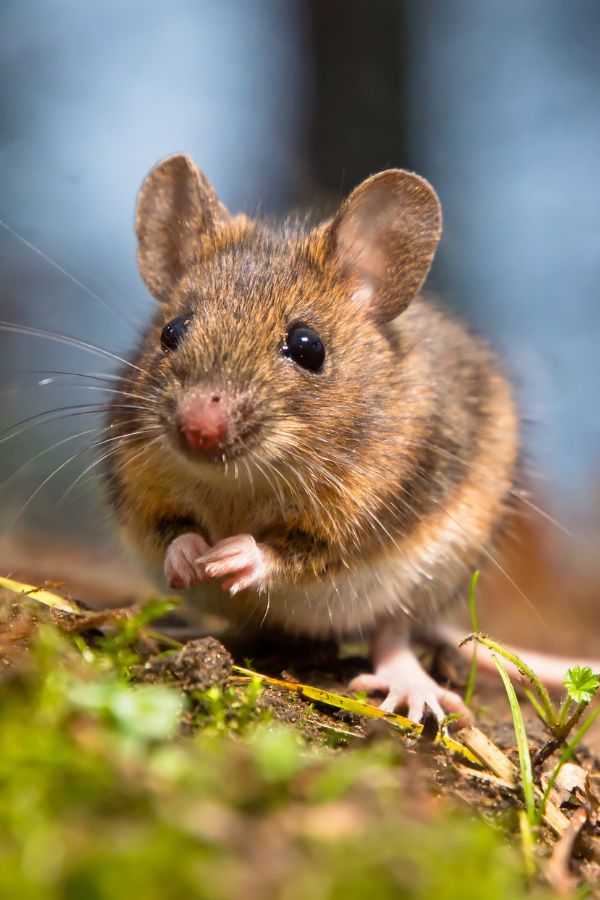 Mäusebekämpfung Heinsberg - Kammerjäger in Heinsberg - Schädlingsbekämpfung - Ratten - Mäuse - Ameisen - Wespen - Fliegen - Motten - Tauben - Marder - Silberfische - Schädlinge bekämpfen