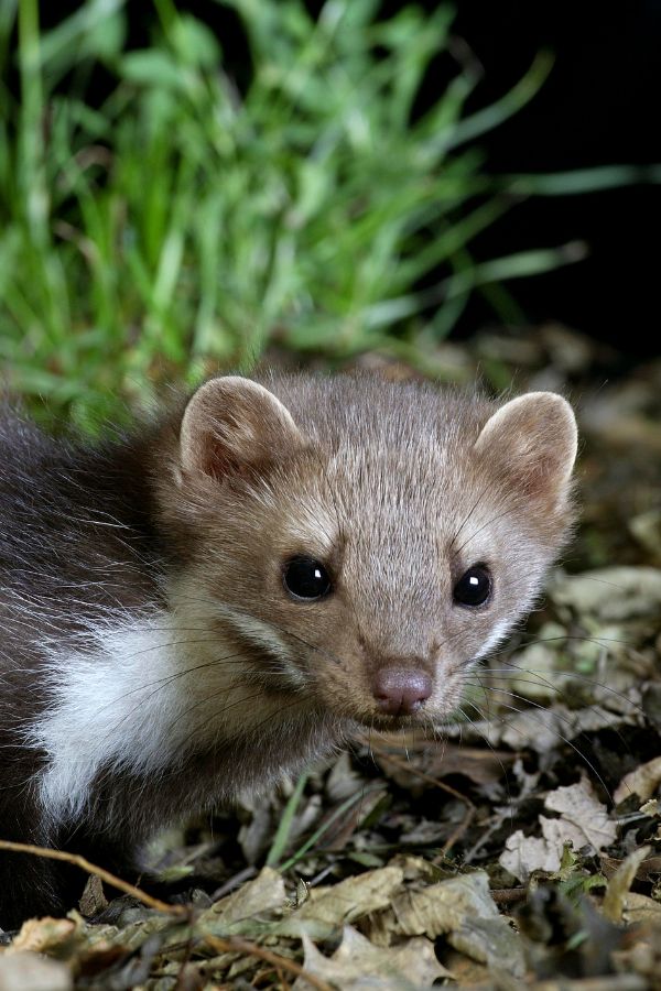 Mardervergrämung Heinsberg - Kammerjäger in Heinsberg - Schädlingsbekämpfung - Ratten - Mäuse - Ameisen - Wespen - Fliegen - Motten - Tauben - Marder - Silberfische - Schädlinge bekämpfen