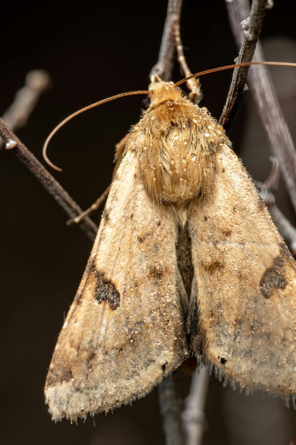 Mottenbekämpfung Heinsberg - Kammerjäger in Heinsberg - Schädlingsbekämpfung - Ratten - Mäuse - Ameisen - Wespen - Fliegen - Motten - Tauben - Marder - Silberfische - Schädlinge bekämpfen