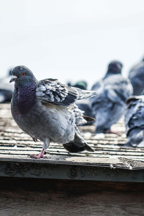 Taubenabwehr Heinsberg - Kammerjäger in Heinsberg - Schädlingsbekämpfung - Ratten - Mäuse - Ameisen - Wespen - Fliegen - Motten - Tauben - Marder - Silberfische - Schädlinge bekämpfen