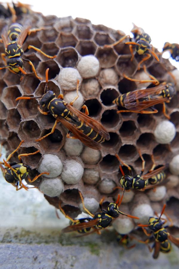 Wespenbekämpfung Heinsberg - Kammerjäger in Heinsberg - Schädlingsbekämpfung - Ratten - Mäuse - Ameisen - Wespen - Fliegen - Motten - Tauben - Marder - Silberfische - Schädlinge bekämpfen (1)