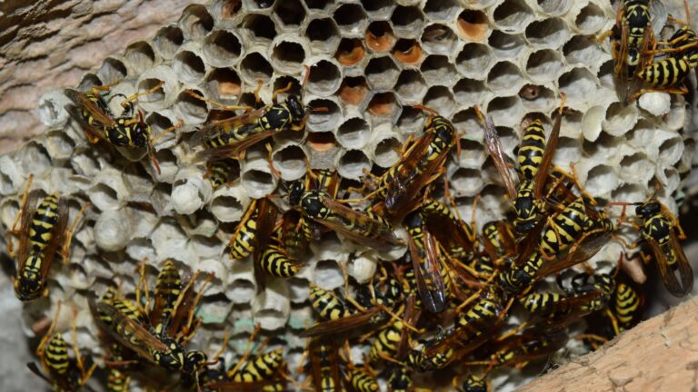 Wespennest entfernen in Heinsberg - Schädlingsbekämpfung - Kammerjäger in Heinsberg - Schädlinge bekämpfen lassen - Wespen - Ameisen - Ratten - Mäuse - Silberfische - Motten - Fliegen - Tauben - Marder