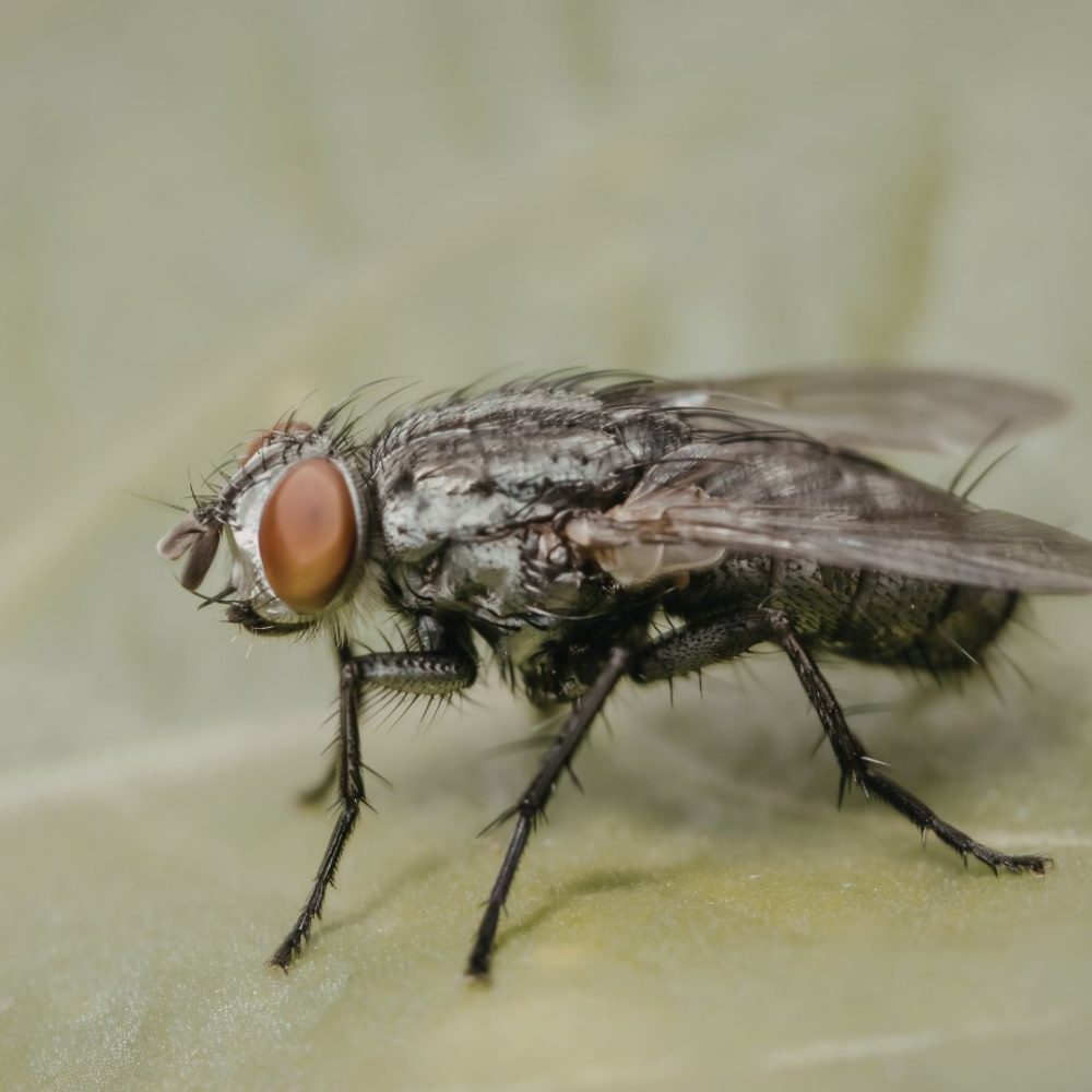 Fliegenbekämpfung Heinsberg - Kammerjäger in Heinsberg - Schädlingsbekämpfung - Ratten - Mäuse - Ameisen - Wespen - Fliegen - Motten - Tauben - Marder - Silberfische - Schädlinge bekämpfen