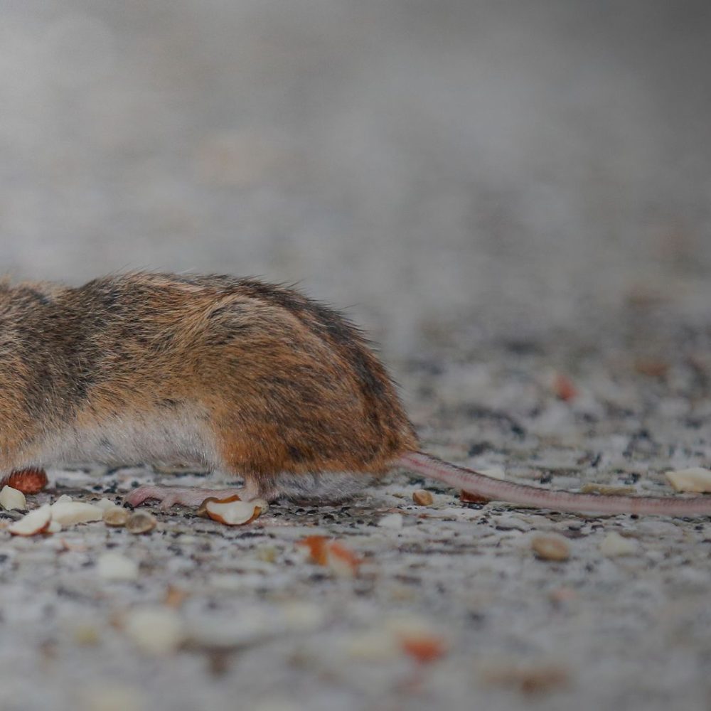 Mäusebekämpfung Heinsberg - Kammerjäger in Heinsberg - Schädlingsbekämpfung - Ratten - Mäuse - Ameisen - Wespen - Fliegen - Motten - Tauben - Marder - Silberfische - Schädlinge bekämpfen
