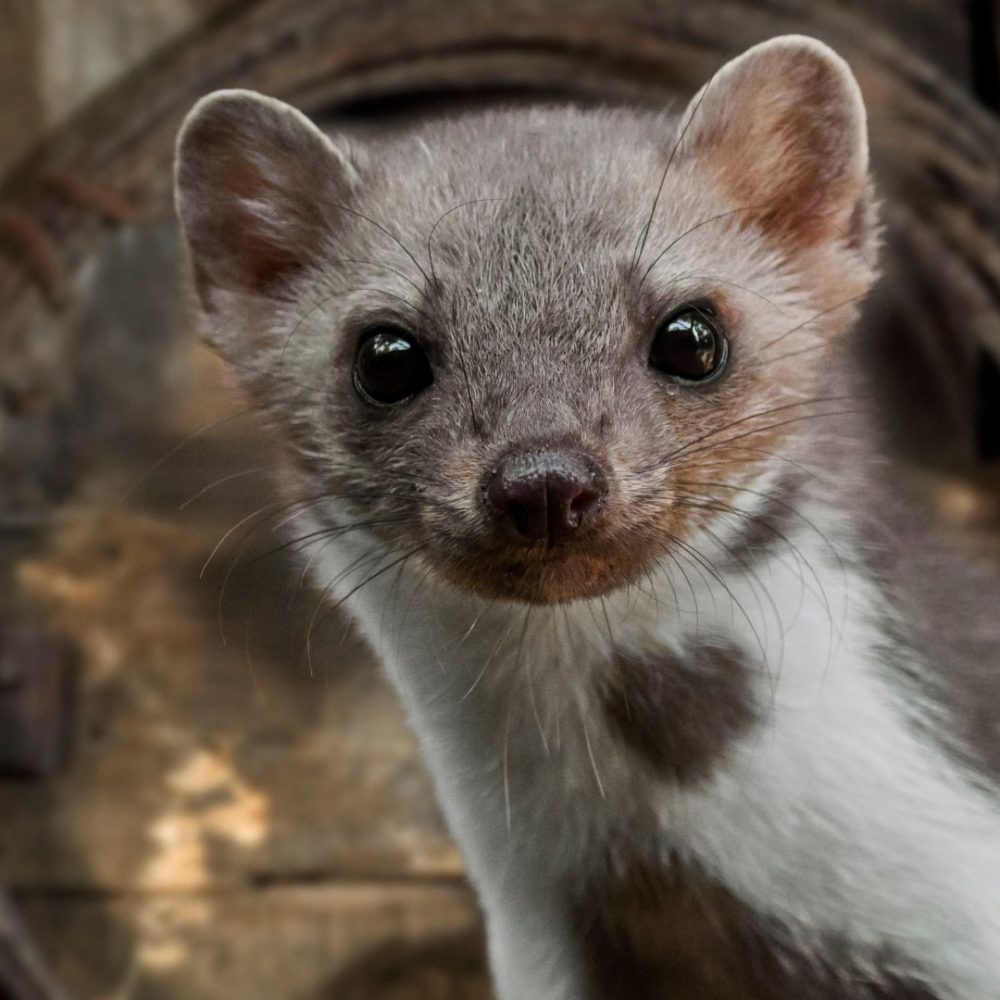 Mardervergrämung Heinsberg - Kammerjäger in Heinsberg - Schädlingsbekämpfung - Ratten - Mäuse - Ameisen - Wespen - Fliegen - Motten - Tauben - Marder - Silberfische - Schädlinge bekämpfen (1)
