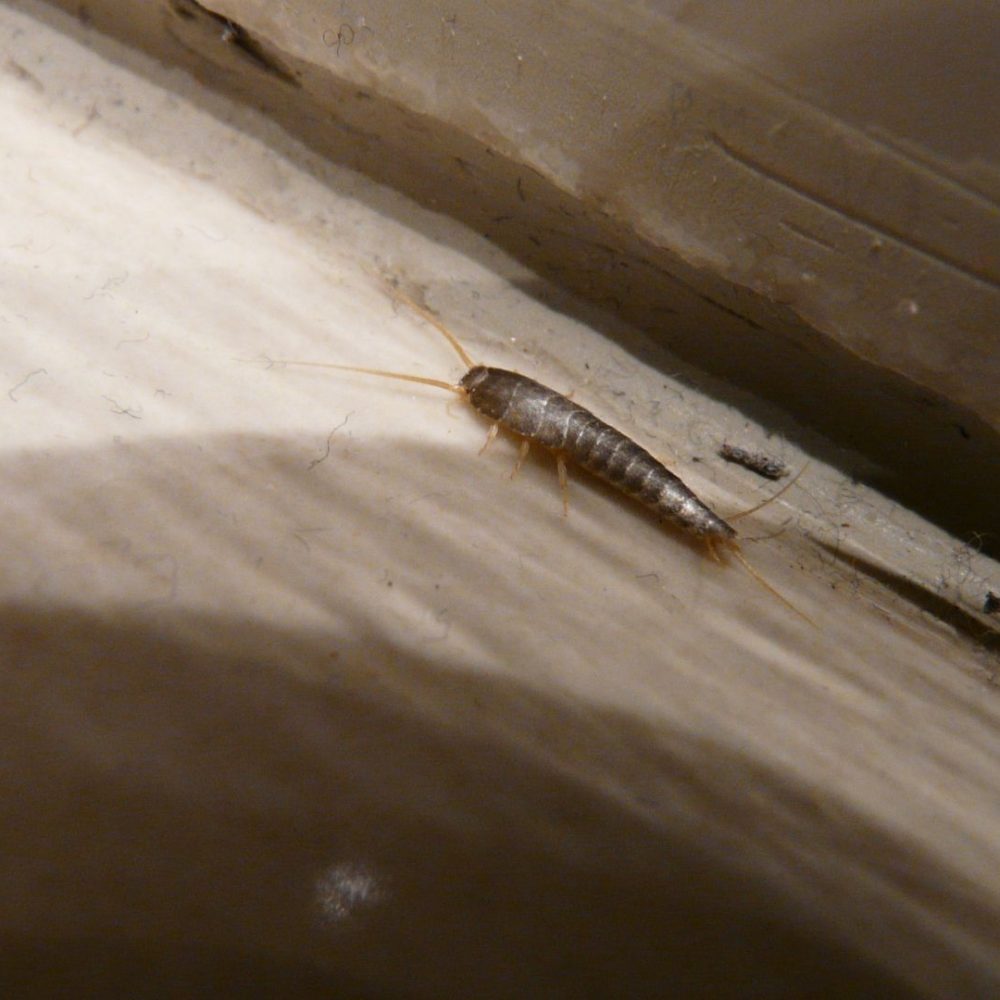 Silberfischbekämpfung Heinsberg - Kammerjäger in Heinsberg - Schädlingsbekämpfung - Ratten - Mäuse - Ameisen - Wespen - Fliegen - Motten - Tauben - Marder - Silberfische - Schädlinge bekämpfen