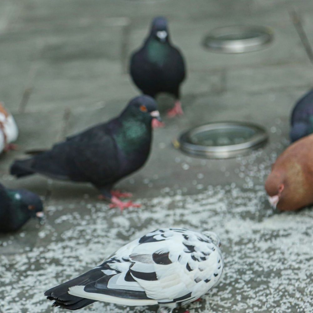 Taubenabwehr Heinsberg - Kammerjäger in Heinsberg - Schädlingsbekämpfung - Ratten - Mäuse - Ameisen - Wespen - Fliegen - Motten - Tauben - Marder - Silberfische - Schädlinge bekämpfen